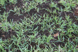 An established lawn after being topdressed with a composted material. Joey Williamson, ©2020 HGIC, Clemson Extension