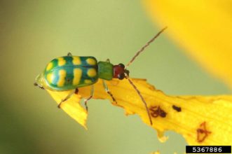 Banded cucumber beetle (Diabrotica balteata). Ottens, University of Georgia, www.insectimages.org