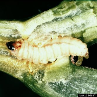 Close-up of squash vine borer larva (Melittia cucurbitae). Clemson University - USDA Cooperative Extension Slide Series, Bugwood.org