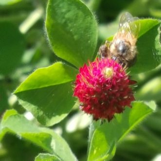 Crimson clover attracts pollinator insects like the honey bee. Millie Davenport, ©2020, Clemson Extension