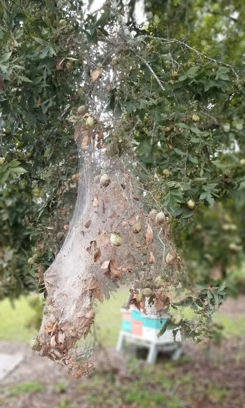 Fall webworm, Hyphantria cunea (Lepidoptera: Erebidae) tent on hickory. Vicky Bertagnolli, ©2020, Clemson Extension