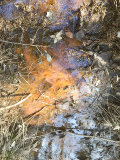Figure 1: Iron-oxidizing bacteria in the floodplains of Congaree National Park. Karen Jackson, ©2020, Clemson University