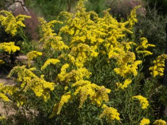 Goldenrod has characteristic bright yellow flowers. Barbara H. Smith, ©HGIC 2018, Clemson Extension