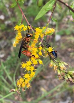 Goldenrod is an important nectar source for insects such as these two spider wasps. The wasps in turn help with pollination. Eric Benson, ©2020, Clemson Extension