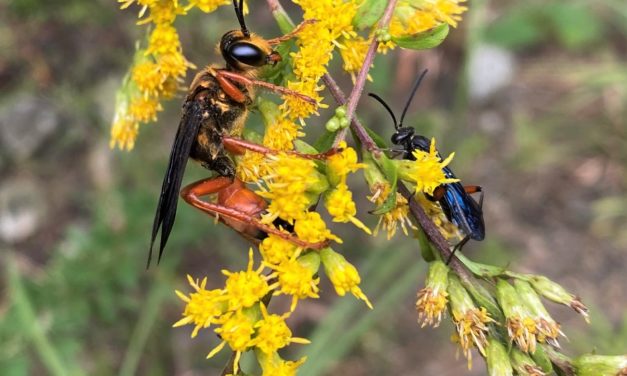 Native Notes – Goldenrod