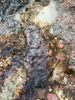 Iron in the soil has come in contact with iron-oxidizing bacteria and water to produce a "rusty" color. Karen Jackson, ©2020, Clemson University