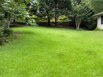 Lush lawns have always been highly sought after in residential landscapes. LayLa Burgess, ©2020 HGIC, Clemson Extension
