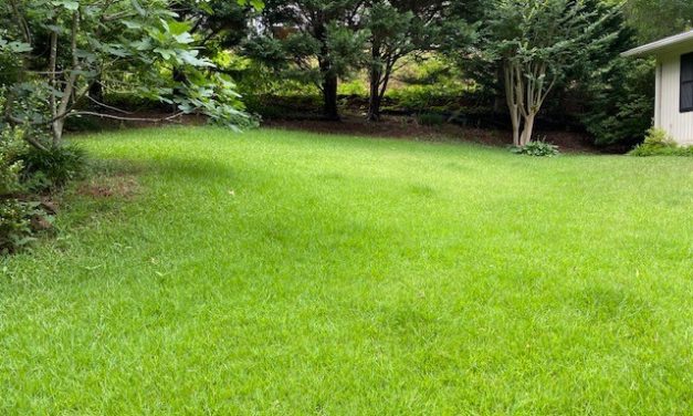 Topdressing A Home Lawn