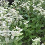 Mountain Mint