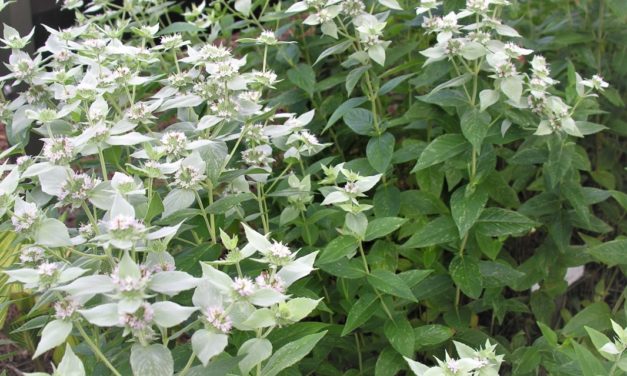 Mountain Mint