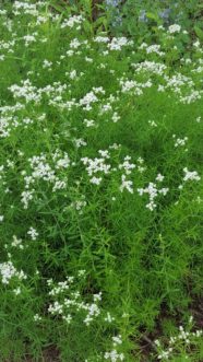 Narrow-leaf Mountain Mint (Pycnanthemum tenuifolium) has leaves that are narrower than those on the other species. The bracts below the showy white flower heads may be green or, at most, only slightly white. Joey Williamson, ©2020 HGIIC, Clemson Extension