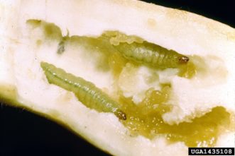 Pickleworm larvae (Diaphania nitidalis) inside fruit. Clemson University - USDA Cooperative Extension Slide Series, www.insectimages.org