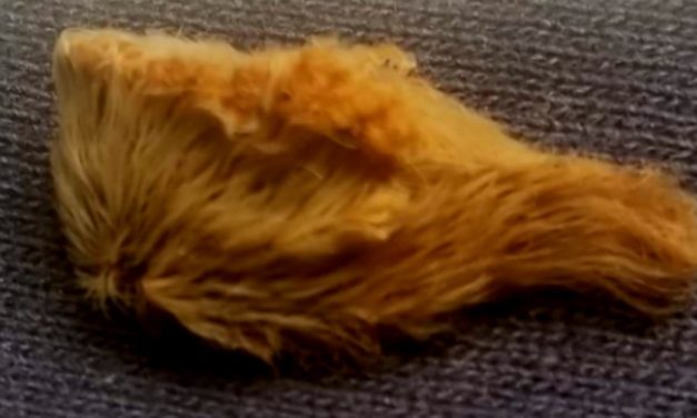 What is it? Wednesday