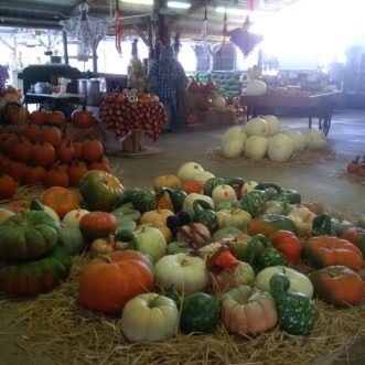Southern Produce & Plants’ booth at the Pee Dee State Farmers Market features a plethora of pumpkins and gourds grown at The Grumpy Pumpkin in Darlington County. Trish DeHond, ©2020, Clemson University
