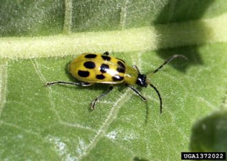 Spotted cucumber beetle adult (Diabrotica undecimpunctata howardi). J.P. Michaud, Kansas State University, www.insectimages.org