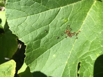 Squash bug egg mass and freshly hatched nymphs (Anasa tristis). Zack Snipes, ©2020, Clemson Extension