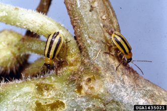 Striped cucumber beetle (Acalymma vittatum). Clemson University - USDA Cooperative Extension Slide Series, www.insectimages.org