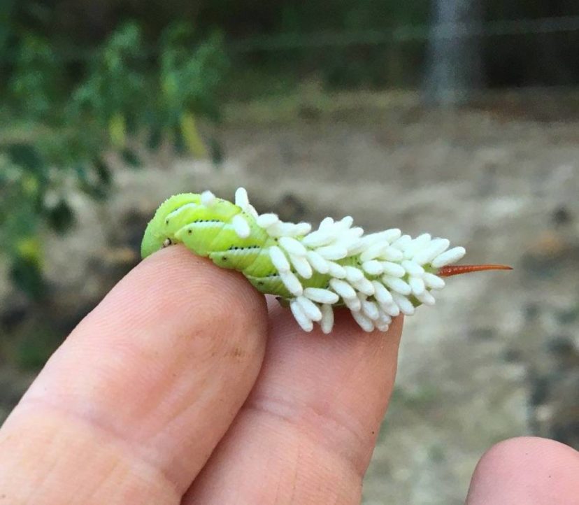 Tobacco hornworm, Manduca sexta (Lepidoptera: Sphingidae), parasitized by Braconid wasp, Cotesia congregata (Hymenoptera: Braconidae). Stephen Pohlman, 2020, Clemson University