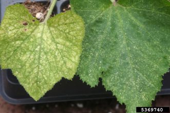 Typical stippling damage to leaves from two-spotted spider mites (Tetranychus urticae). Whitney Cranshaw, Colorado State University, www.insectimages.org