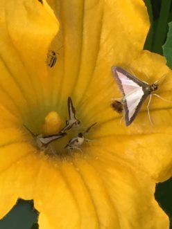 White and brown melonworm adults lay white to greenish eggs in small clusters, typically on the underside of cucurbit leaves. Zack Snipes ©2019, Clemson Extension