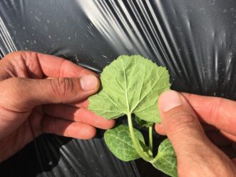 Whiteflies are commonly found on the underside of cucurbit leaves. Zack Snipes 2019 Zack Snipes ©2016, Clemson Extension