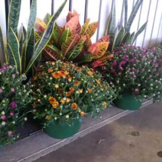 With flowers beginning to open, these mums are ready for your front porch display. Wolfe Gardens at the Pee Dee State Farmers Market has paired them with some colorful croton & sansevieria foliage plants. Trish DeHond, ©2020, Clemson University