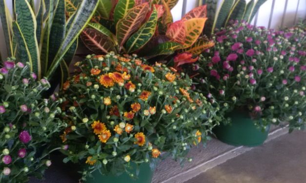 How to Pick a Pumpkin and Select the Best Mums