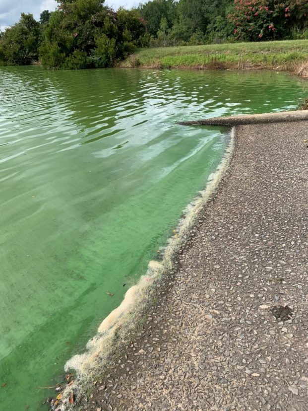 Blue-green algae on the surface of a lake or pond does not indicate the presence or level of potential toxins. Rebecca Hitchcock Davis, ©2020, Clemson Extension