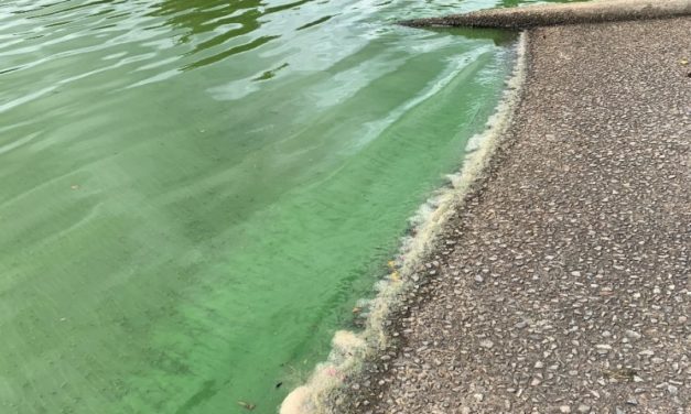 Cyanobacteria – is it toxic?