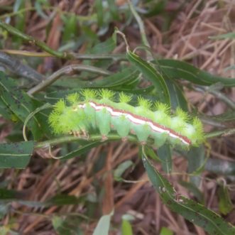 The larva of the Io Moth is the largest stinging caterpillar commonly encountered in South Carolina. Trish DeHond, ©2020, Clemson Extension.