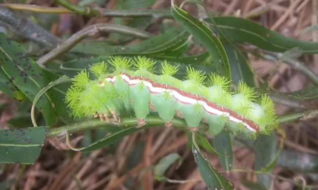 Beware the Stinging Cats of Fall