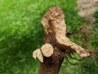Voles are voracious pests that eat the roots of trees and other desirable plants. The vole's front teeth will leave 1/4 inch side-by-side grooves in the wood as seen in this photograph. Barbara H. Smith, ©2021 HGIC, Clemson University 