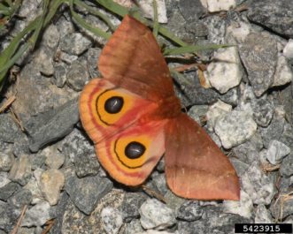 Adult io moth (Automeris io). Jessica Louque Smithers Viscient, Bugwood.org