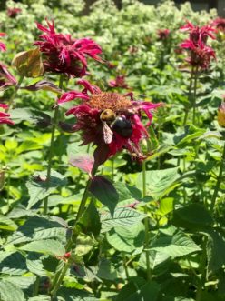 Bee Balm is a perennial plant that attracts our native pollinators with its showy colors that come out July to September. Karen Jackson, ©2020, Clemson Extension