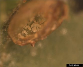 Eriophyid mites Tracy Wootten, University of Delaware, Bugwood.org