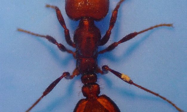 Hints and Tips for an Effective Fire Ant Management Program in Home Landscapes Using Broadcast Baits
