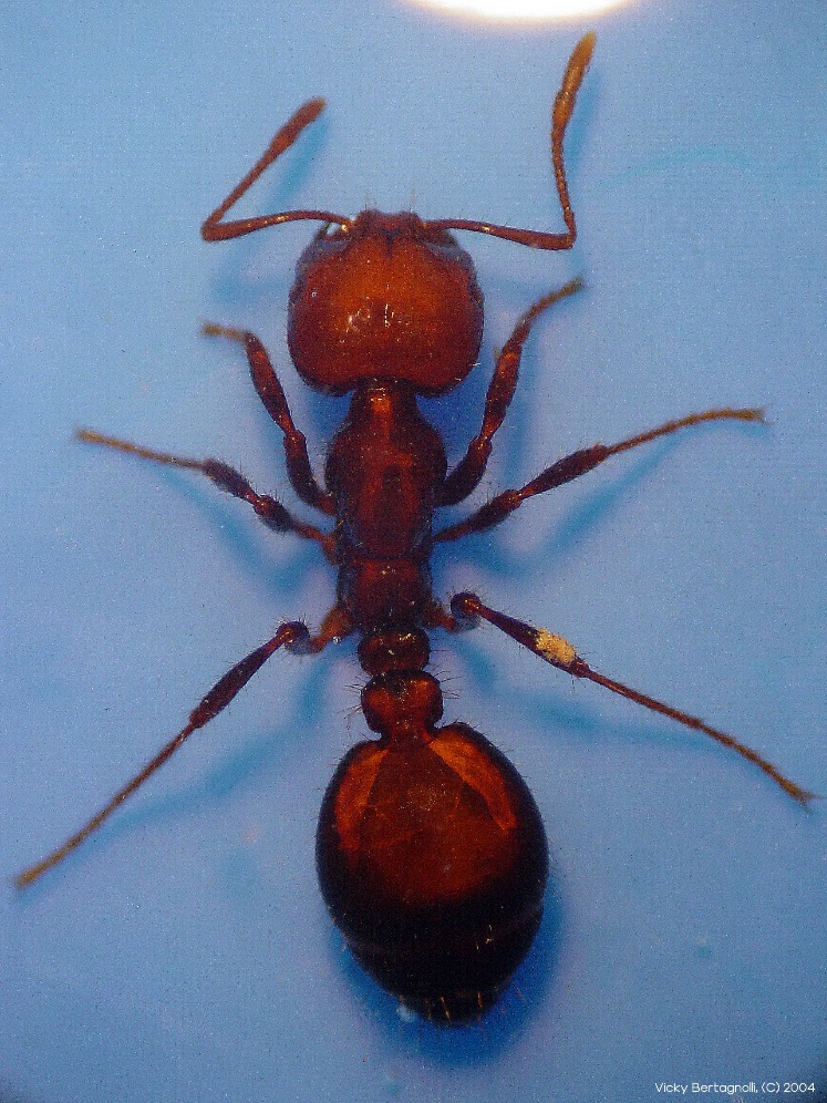 fire ant vicky bertagnolli
