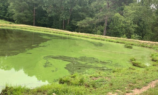 Submitting an Algae Sample for Identification