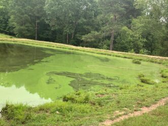 Image 1. Confirmed harmful algal bloom (HAB), Microcystis, in a pond in the Upstate of SC.