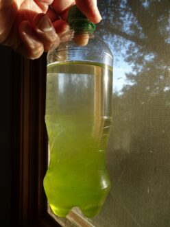 Image 2. Example of an algae sample, in a plastic drink bottle, to be submitted to the Plant & Pest Diagnostic Clinic. Note that the bottle is only 90% full.