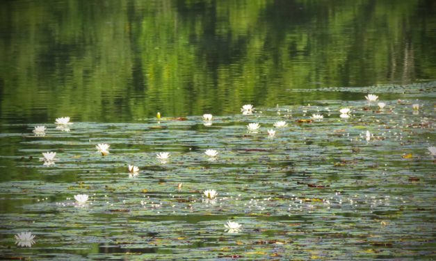 Liming Fish Ponds Starts with a Soil Test