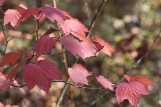 Mapleleaf Viburnum (Viburnum acerifolium) is a native deciduous shrub with maple-like foliage and excellent fall color. Joey Williamson, ©2020 HGIC, Clemson Extension