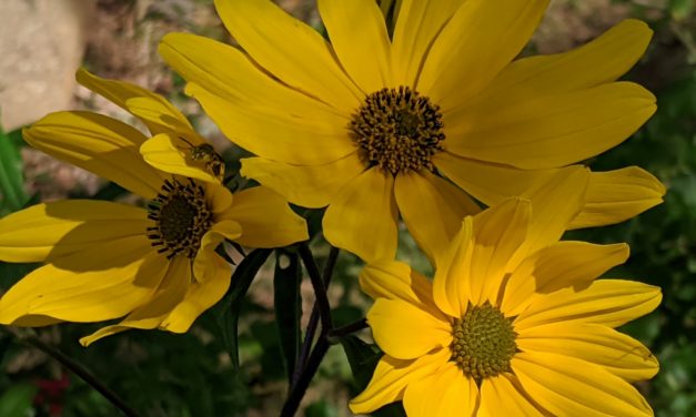 October Week 1 Garden Photos