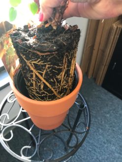 Roots that fill the container indicate it’s time to repot in a larger container. Terasa M Lott, ©2020, Clemson Extension