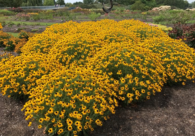 Rudbeckia 'American Gold Rush'. Image credit: All-America Selections