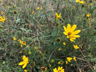 Swamp Sunflower can reach heights of up to 8 feet! It can be used in a number of stormwater Best Management Practices (BMPs) including swales, shoreline buffers, and rain gardens. Karen Jackson