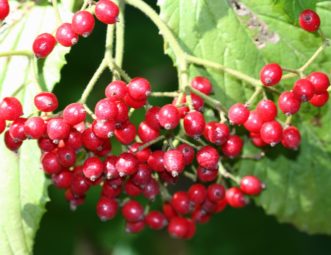 The bright red fruit of Linden Viburnum (Viburnum dilatatum) hang in large clusters all over the shrub in October. Another bonus is that many species of birds enjoy the colorful fruit of viburnums. Joey Williamson, ©2020 HGIC, Clemson Extension