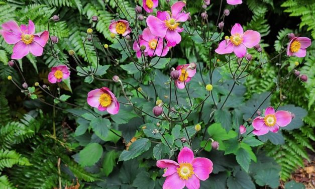Fall Flowering Japanese Anemone