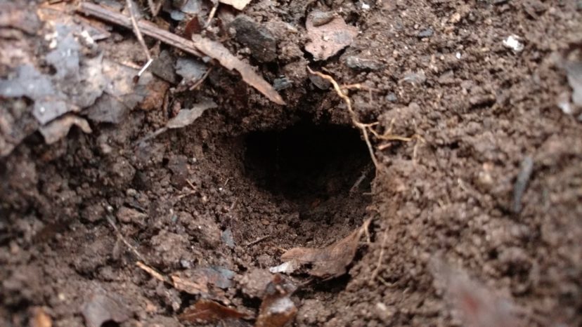 Pine voles create golf ball-sized exit holes in their tunnels. Barbara H. Smith, ©2017 HGIC, Clemson Extension