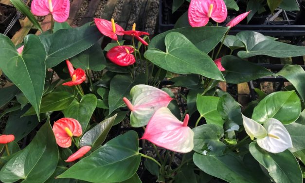 Anthurium: Easy Houseplants That Offer Long-Lasting Color